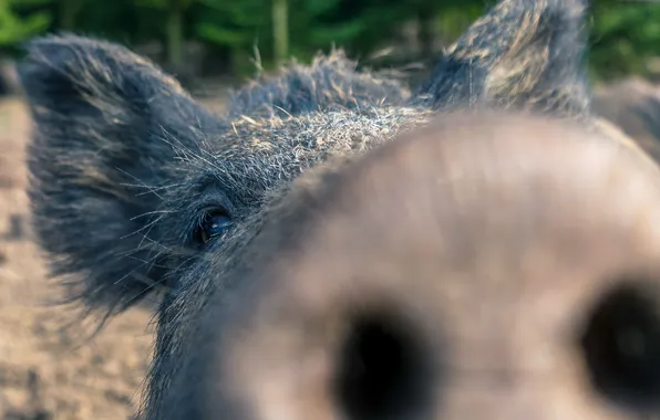 Nature, background, boar