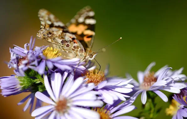 Macro, flowers, nature, butterfly