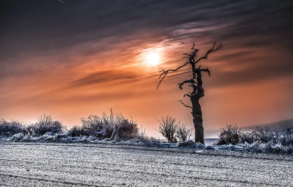 Winter, field, the sky, clouds, sunset, tree