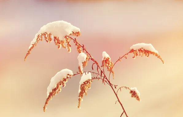 Picture grass, snow, nature, grass, nature, snow, 2560x1600