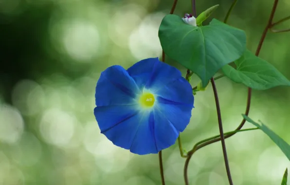 Picture flower, macro, bokeh, Liana, bindweed, morning glory