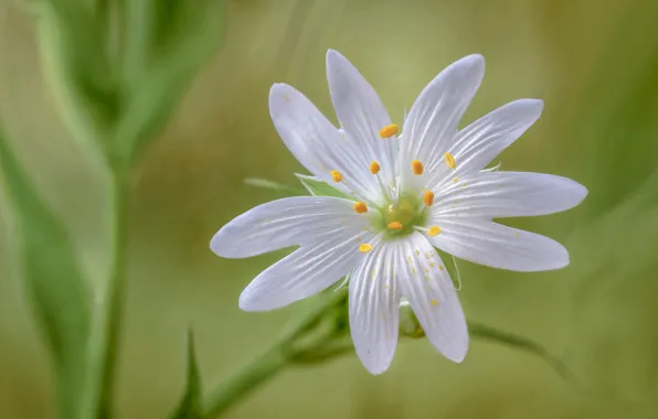 Flowers, nature, petals, stamens