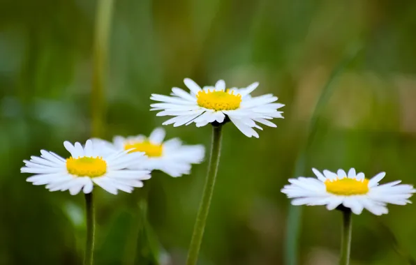 Greens, flowers, background, widescreen, Wallpaper, chamomile, blur, wallpaper
