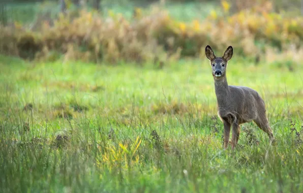 Grass, glade, deer, ROE