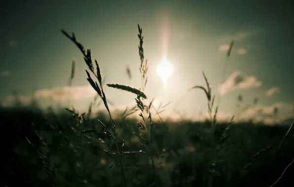 Picture the sky, grass, the sun, clouds, macro, light, nature, focus