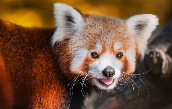 Look, portrait, red Panda, face, bokeh, red Panda