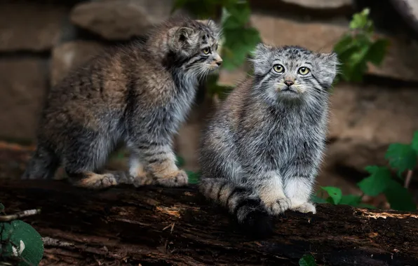 Nature, manul, the salvation