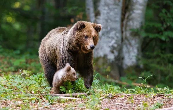 Forest, nature, pose, bear, bears, bear, bear, brown