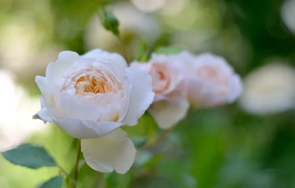 Flower, leaves, nature, gentle, rose, garden