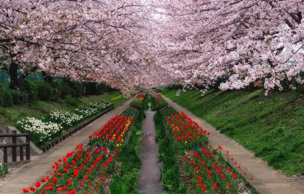Grass, water, trees, flowers, branches, red, cherry, Park