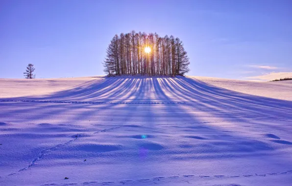 Picture field, the sun, snow, trees, day
