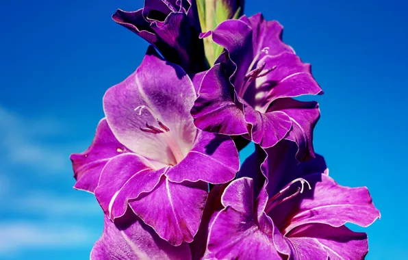 Flowers, blue, background, blue, bright, beauty, purple, lilac