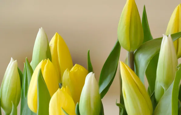 Leaves, bouquet, petals, tulips, buds