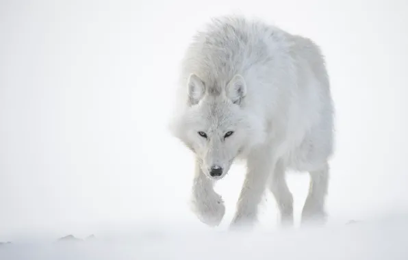 Picture white, snow, Wolf, Polar
