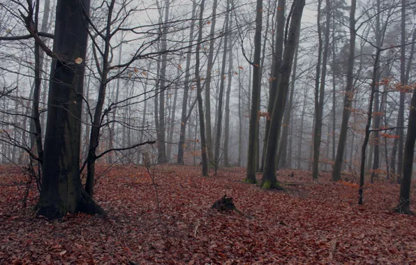 Picture autumn, forest, fog, foliage, forest, Autumn, leaves, fog