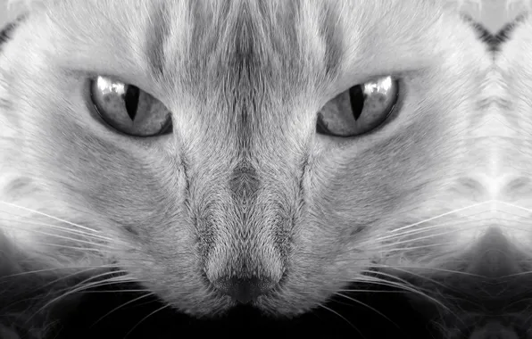 Picture cat, cat, kitty, black and white, cat