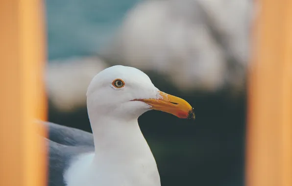 Bird, Seagull, beak