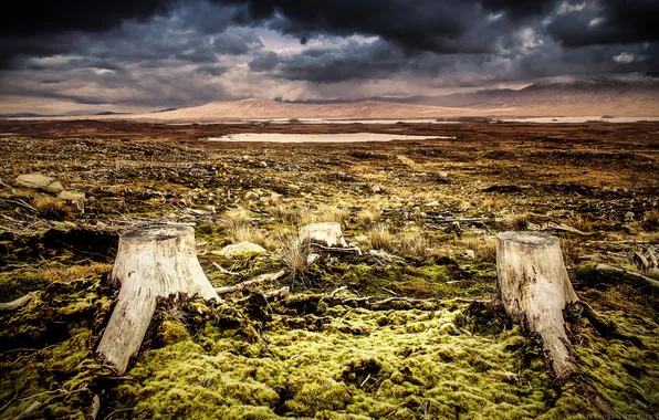 Field, the sky, landscape, nature