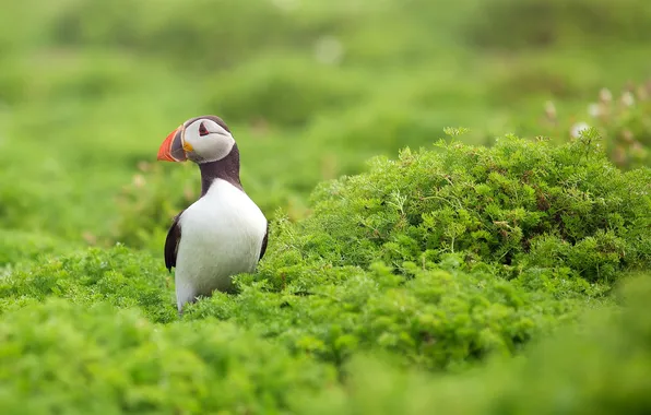 Picture bird, stalled, puffin