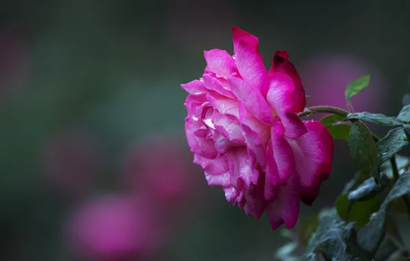 Flowers, roses, petals
