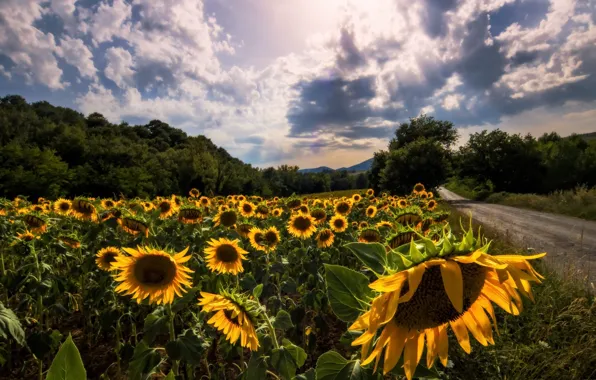 Road, summer, sunflowers