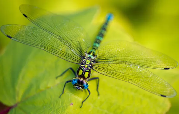 Green, legs, eyes, wings, leaves, macro, insect, head