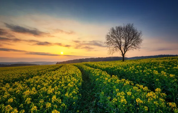 Field, sunrise, tree, dawn, morning, Germany, rape