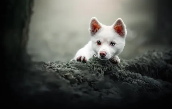 Picture white, look, dog, muzzle, puppy, Husky