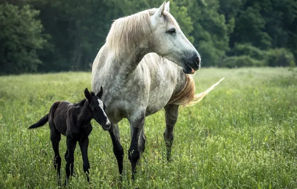 Summer, nature, horse