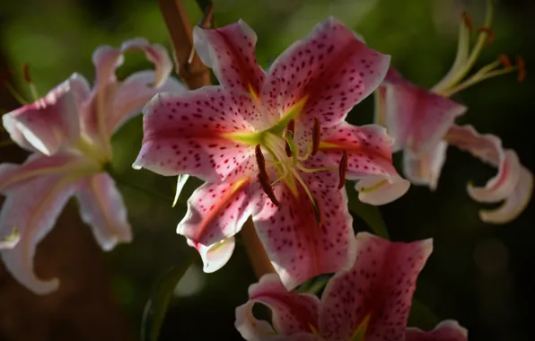 Macro, light, Lily, garden, pink