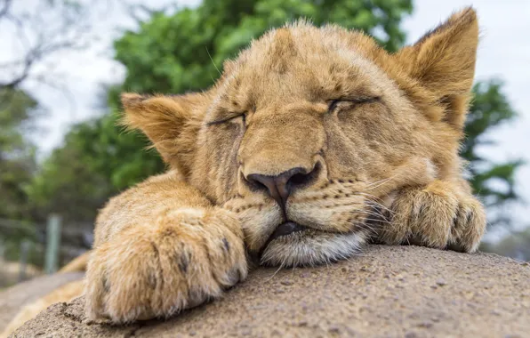 Picture cat, stay, stone, sleep, Leo, sleeping, cub, lion