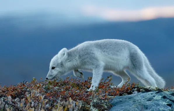 Picture vegetation, blue background, Fox