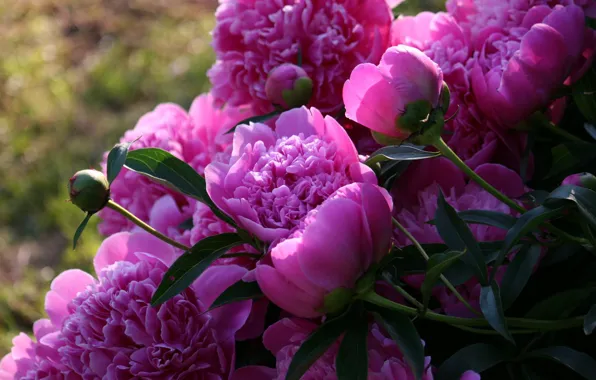 Picture flowers, nature, peonies