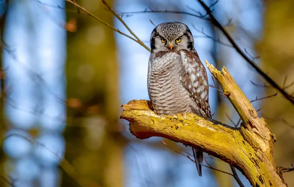 Picture look, branches, nature, owl, bird, bitches, bokeh