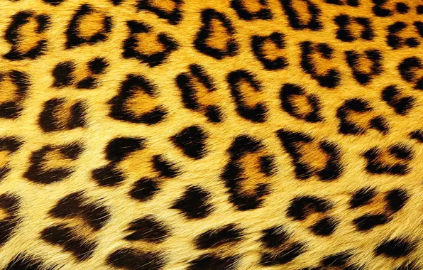 Picture texture, wool, spot, leopard