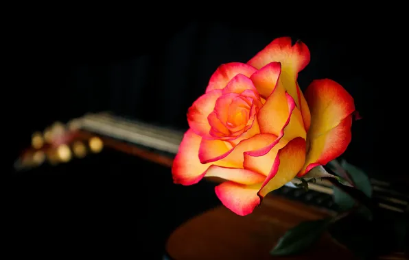 Background, rose, guitar