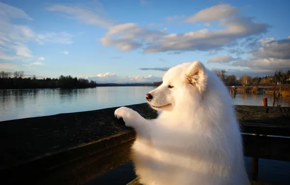 Picture river, dog, Samoyed