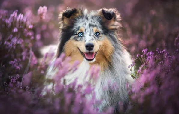 Language, look, face, flowers, nature, smile, mood, portrait