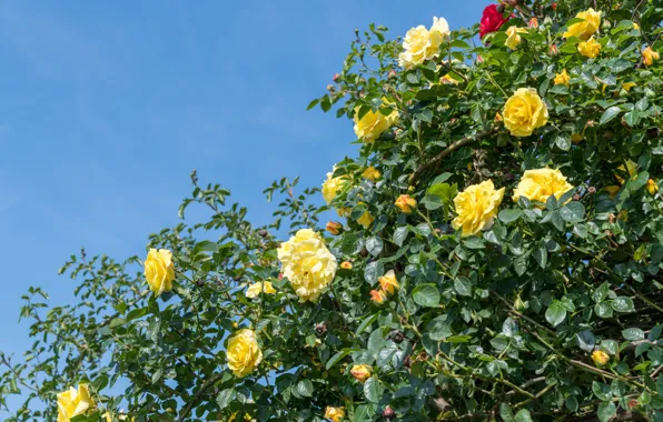 Leaves, flowers, roses, yellow, garden, buds, blue sky, rose Bush