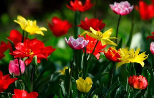 Picture greens, leaves, flowers, yellow, red, stem, tulips, colorful