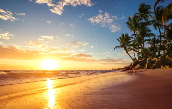 Sea, wave, sunset, nature, tropics, palm trees, coast