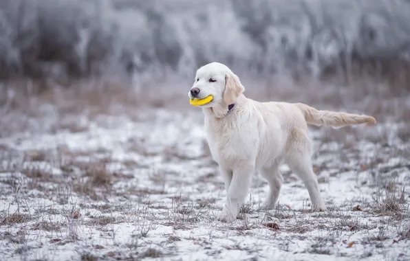 Picture winter, frost, white, grass, look, snow, nature, pose