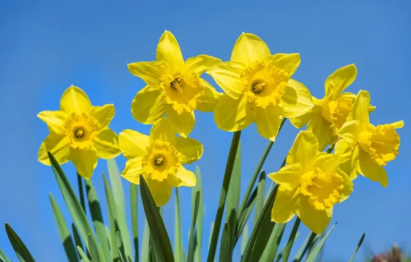 Picture the sky, flowers, blue, yellow, daffodils