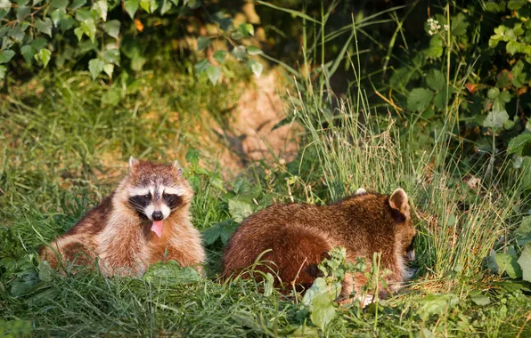 Picture language, grass, the sun, pair, raccoon
