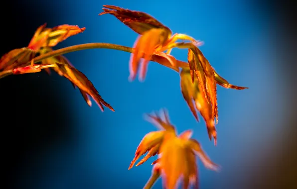 Picture autumn, the sky, leaves, macro, branches, plant
