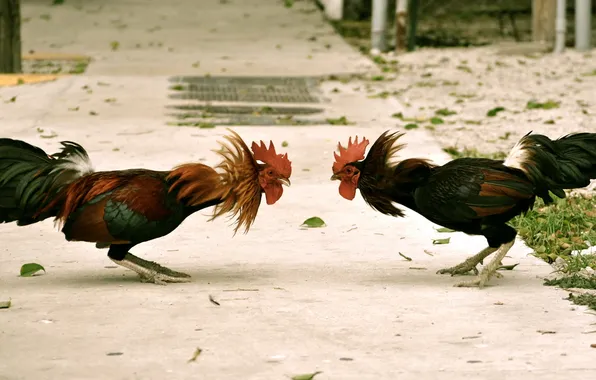 Nature, background, cock
