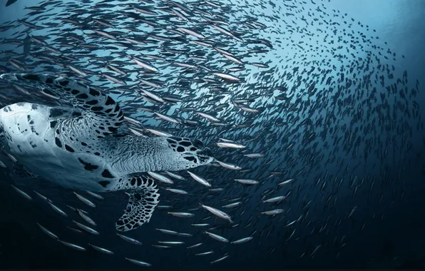 The OCEAN, TURTLE, FISH, PACK, FINS