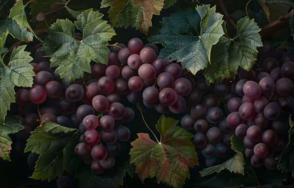 Leaves, red, the dark background, harvest, grapes, vineyard, a lot, bunches of grapes