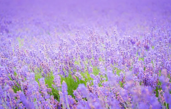 Field, summer, lavender