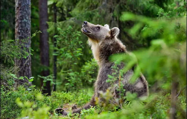 Wallpaper pose, look, bear, spruce, nature, looking up, brown, bokeh